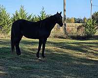 catch-standardbred-horse