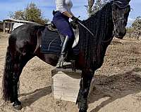 black-friesian-mare