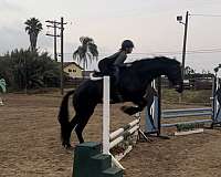 black-mare-for-sale