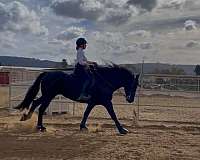 16-hand-friesian-mare