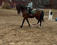 adha-friesian-horse