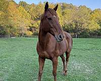 jumping-appendix-thoroughbred-horse