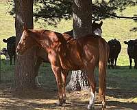 chestnut-hind-sock-blaze-horse