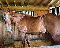 companion-horse-pasture-buddy-thoroughbred-horse