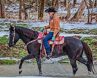 drill-team-quarter-horse