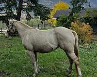 tobiano-a-couple-splashes-horse