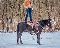 all-around-missouri-fox-trotter-horse