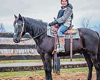 crossbred-missouri-fox-trotter-horse