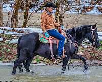 easy-to-sit-missouri-fox-trotter-horse