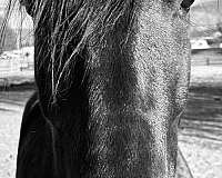 santa-rosa-friesian-horse