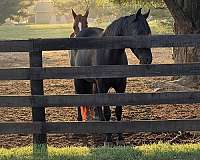 and-hoof-care-gelding