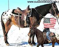 buy-now-appaloosa-horse