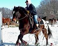 classic-appaloosa-horse