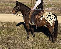 docs-appaloosa-horse