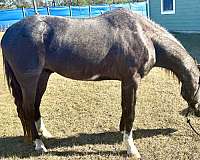 blue-roan-one-white-patch-three-socks-a-blaze-pony