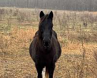 brown-filly-mare