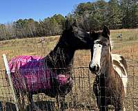 blue-eyed-paint-horse