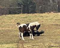 piebald-blue-eyed-horse