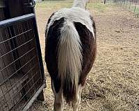 piebald-gaited-horse