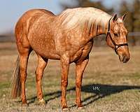 athletic-quarter-horse