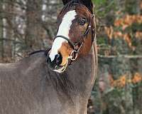 dressage-thoroughbred-horse