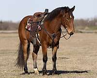 beginner-draft-horse