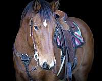 cross-draft-horse