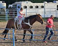 draft-horse