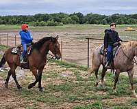 experienced-draft-horse