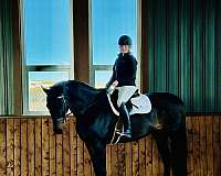 english-pleasure-dutch-warmblood-horse