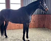 choice-dutch-warmblood-horse