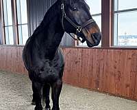 eager-dutch-warmblood-horse