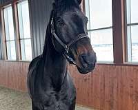 enjoy-dutch-warmblood-horse