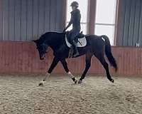 flat-dutch-warmblood-horse