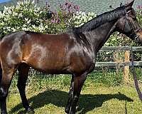eventing-dutch-warmblood-horse