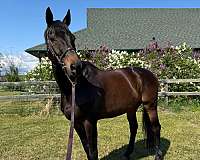 choice-dutch-warmblood-horse