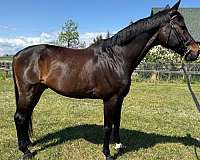 eager-dutch-warmblood-horse