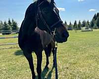 enjoy-dutch-warmblood-horse