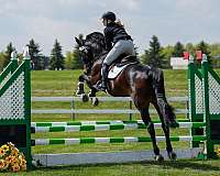 flat-dutch-warmblood-horse