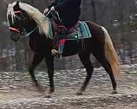 breeding-rocky-mountain-horse