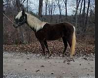 dappled-rocky-mountain-horse