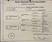 experienced-rocky-mountain-horse