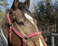 dressage-thoroughbred-horse