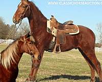 joey-tennessee-walking-horse