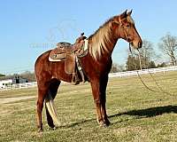 all-tennessee-walking-horse