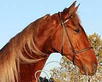 all-around-tennessee-walking-horse