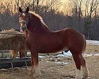 sorrel-belgian-gelding