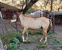 bay-dun-with-white-stockings-horse