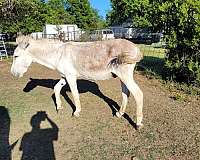 12-hand-red-roan-donkey