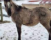 grulla-halter-trained-horse